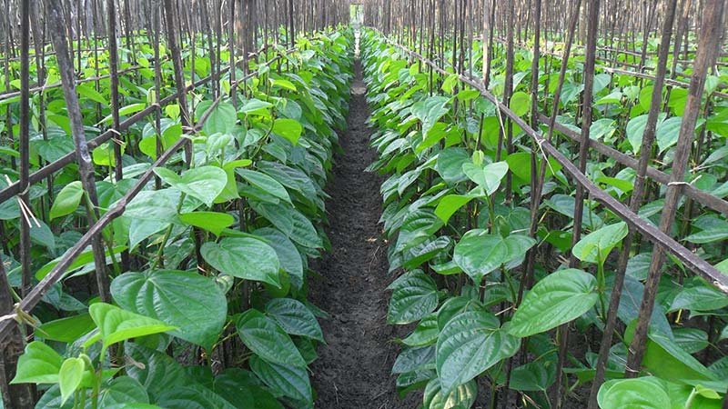 বারুই বাংলাদেশের পেশাজীবী