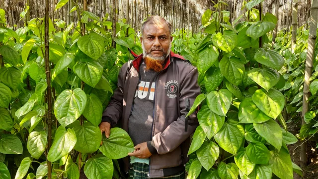 বারুই বাংলাদেশের পেশাজীবী