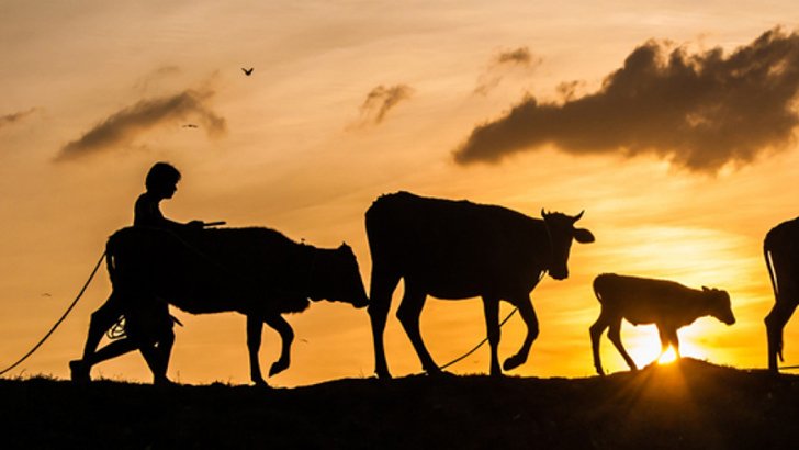 রাখাল বাংলাদেশের পেশাজীবী