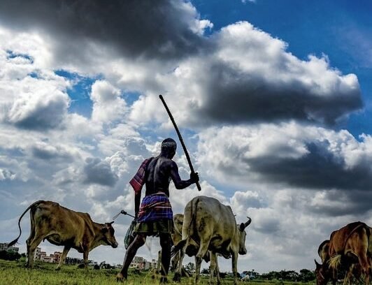 রাখাল বাংলাদেশের পেশাজীবী