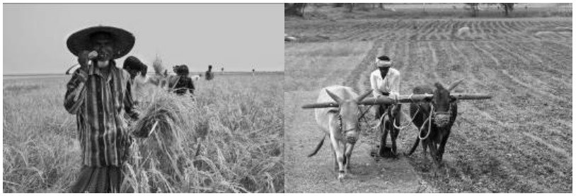 স্থানীয় পর্যায়