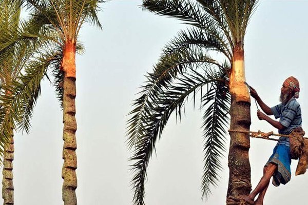 গাছি বাংলাদেশের পেশাজীবী