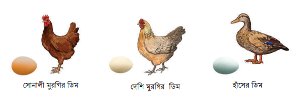 স্কিল কোর্স ১: কুকিং বা রান্না