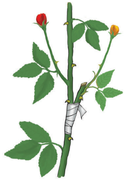 স্কিল কোর্স ২: গ্রাফটিং বা জোড়কলম 3 স্কিল কোর্স ২: গ্রাফটিং বা জোড়কলম