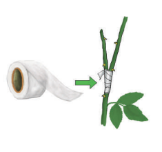 স্কিল কোর্স ২: গ্রাফটিং বা জোড়কলম 8 স্কিল কোর্স ২: গ্রাফটিং বা জোড়কলম