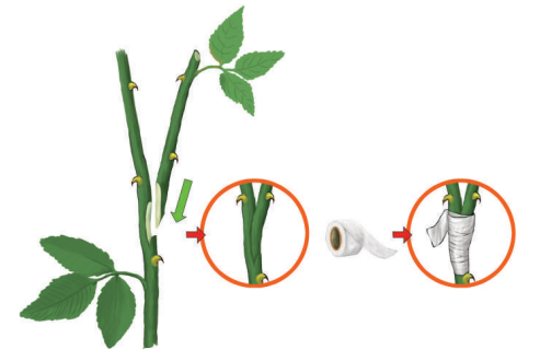 স্কিল কোর্স ২: গ্রাফটিং বা জোড়কলম 10 স্কিল কোর্স ২: গ্রাফটিং বা জোড়কলম