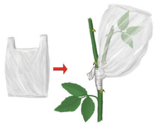 স্কিল কোর্স ২: গ্রাফটিং বা জোড়কলম 11 স্কিল কোর্স ২: গ্রাফটিং বা জোড়কলম