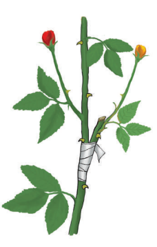 স্কিল কোর্স ২: গ্রাফটিং বা জোড়কলম 12 স্কিল কোর্স ২: গ্রাফটিং বা জোড়কলম